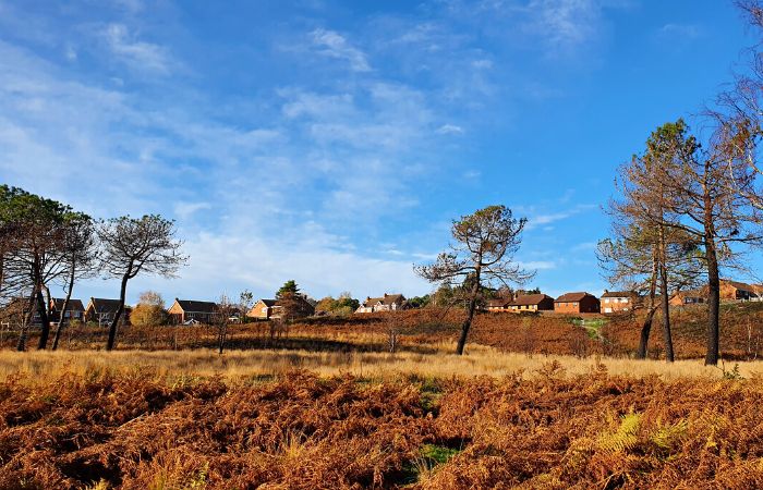 Canford Heath